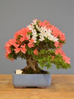 Immagine di Bonsai Azalea