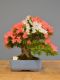 Immagine di Bonsai Azalea