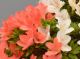Immagine di Bonsai Azalea