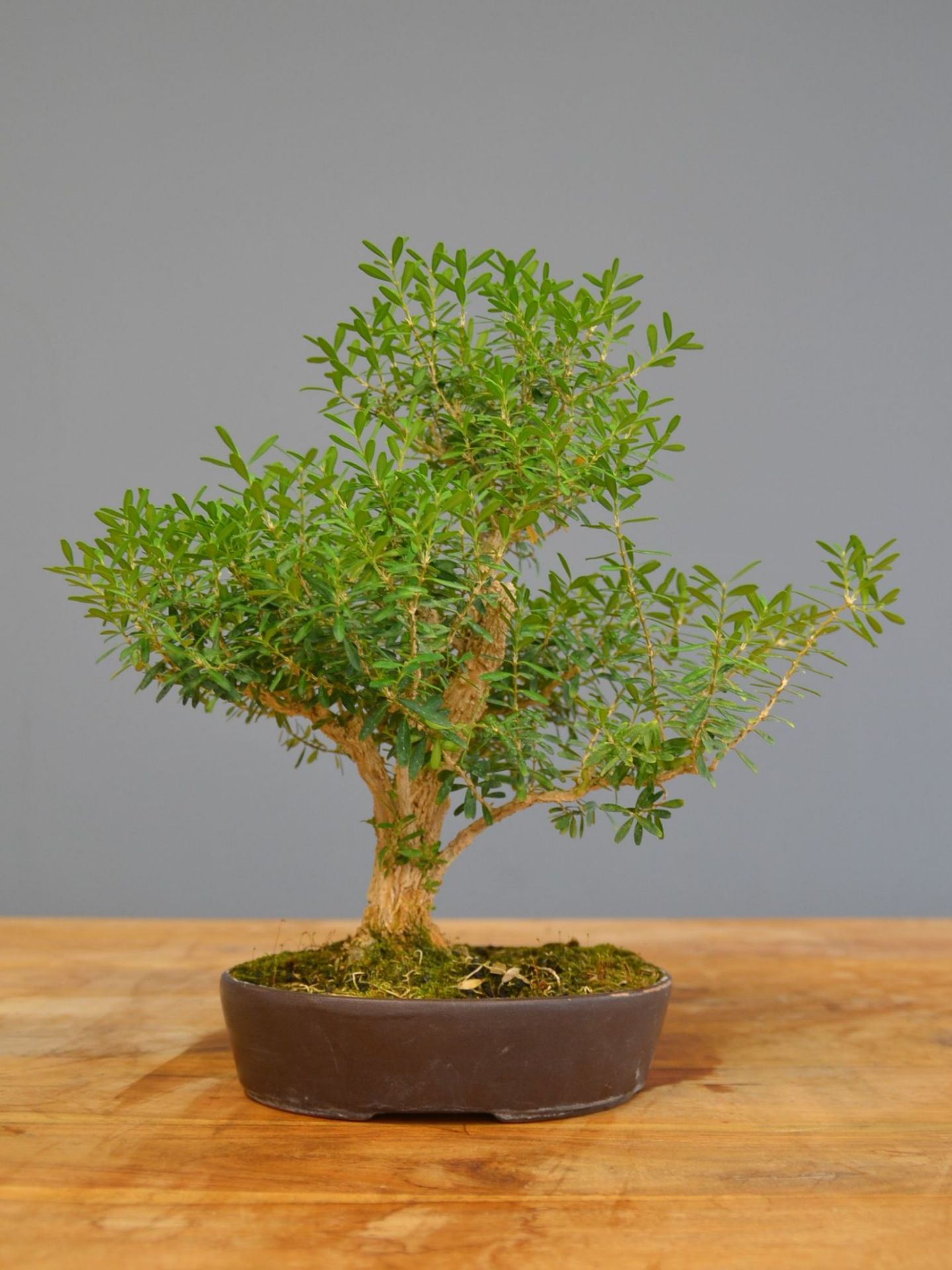 Immagine di Bonsai Bosso