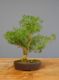Immagine di Bonsai Bosso