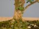Immagine di Bonsai Bosso