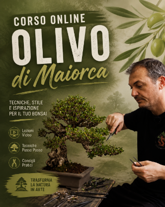 Immagine di Corso Online Olivo di Maiorca