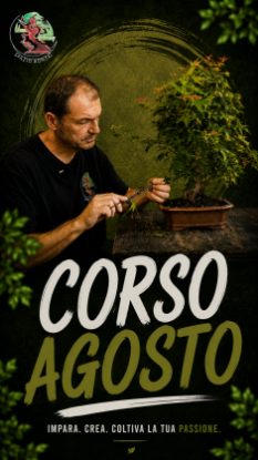 Immagine di Spazio Bonsai - Agosto 2026