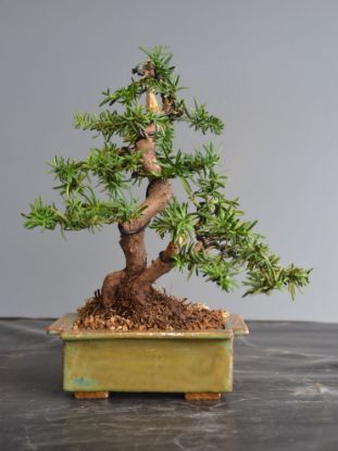Immagine di Bonsai Tasso