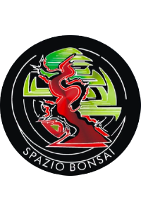 Immagine per la categoria Bonsai Bosso (Buxus)