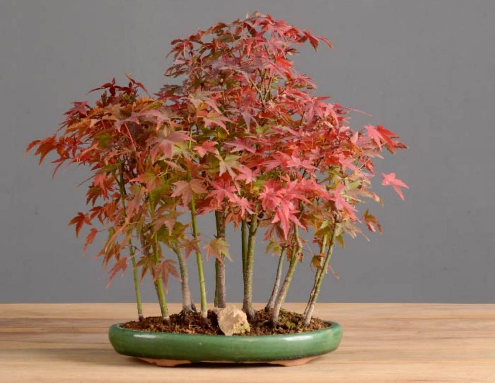 Bonsai Acero Rosso giapponese