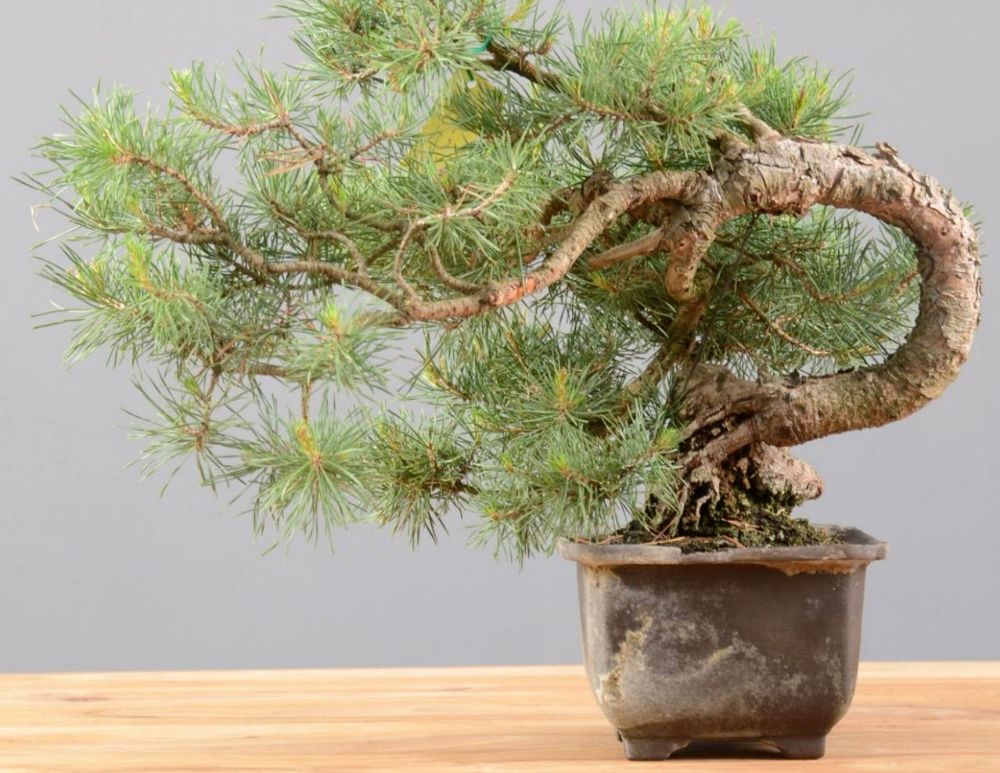 Bonsai Pino Silvestre