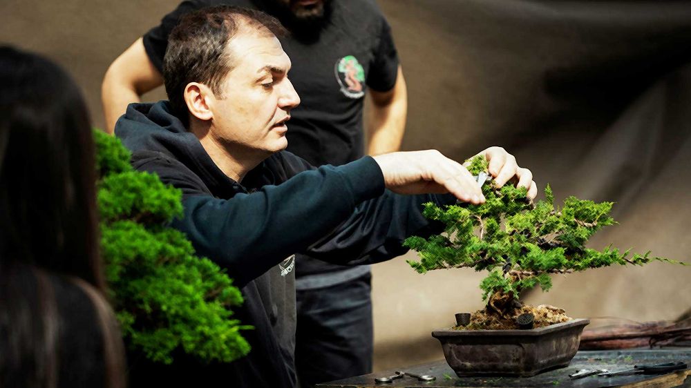 Quanto costa un bonsai? Quando si regala un bonsai?
