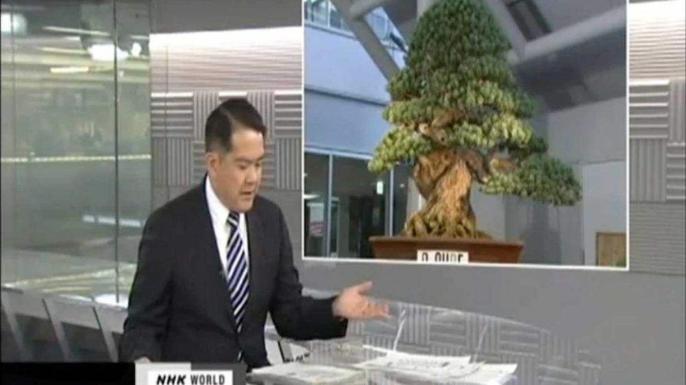 Il bonsai di pino più costoso della storia