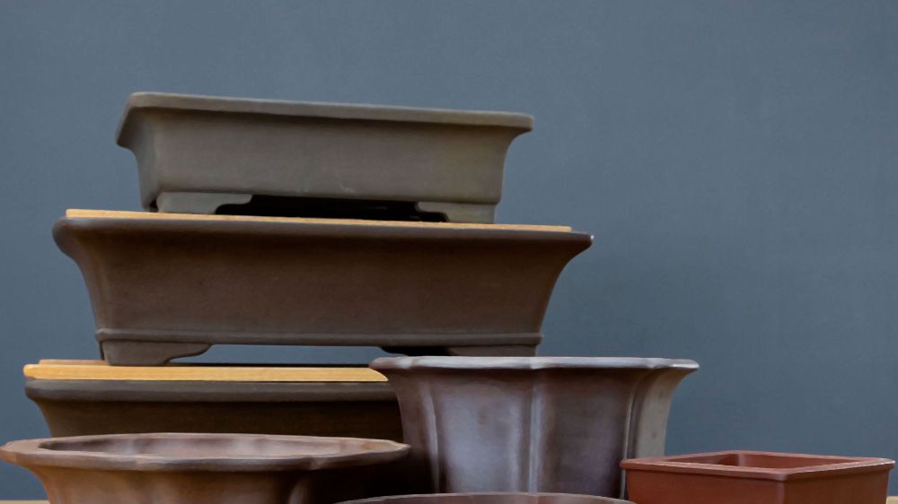 Vasi per bonsai: come sceglierli e quanto costano